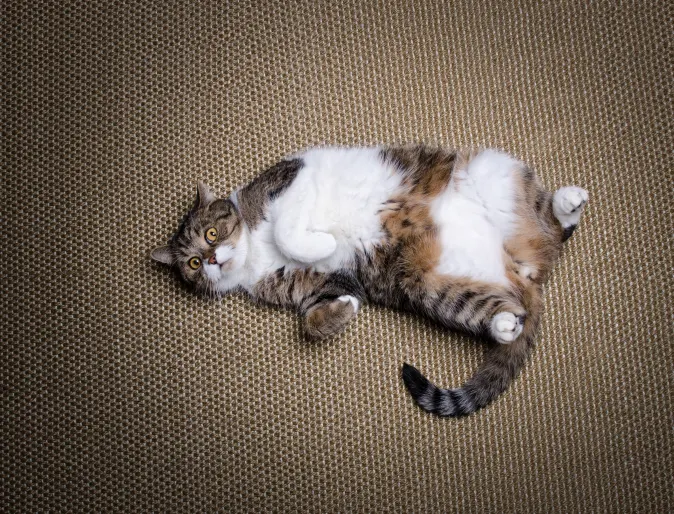 Fat cat laying on the ground